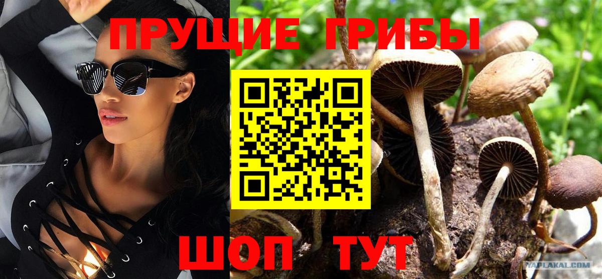 закладки  Вход с VPN  Новороссийск  Псилоцибиновые грибы GOLDEN TEACHER  Псилоцибиновые грибы Psilocybe 